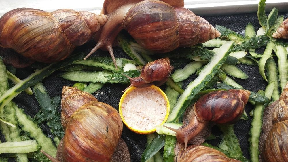 Равлики ахатини фуліка