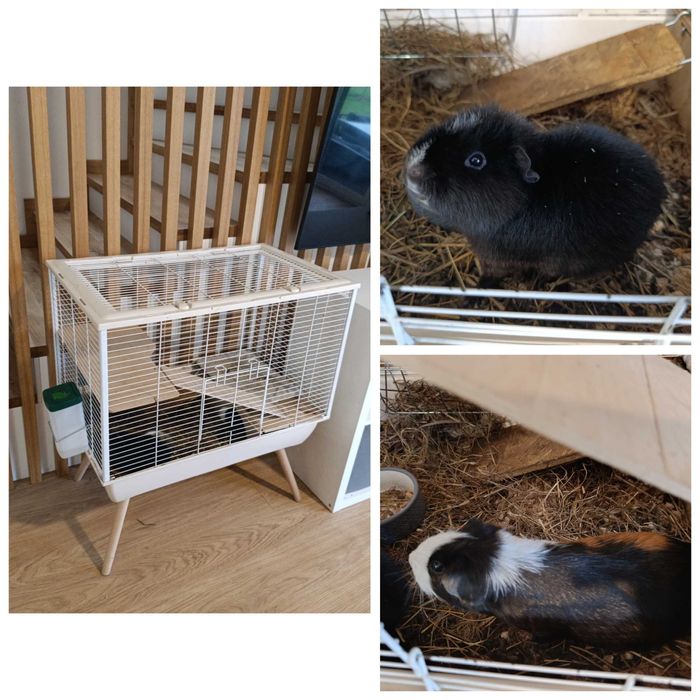 Świnki morskie zestaw: dwie samiczki, duża klatka + akcesoria.