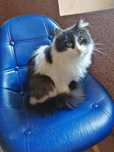 !!!ZAGINĄŁ!!!Gatos
