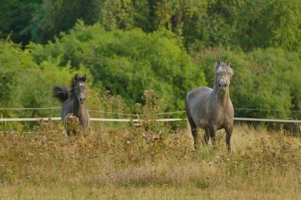 Ogierek czysta krew arabska