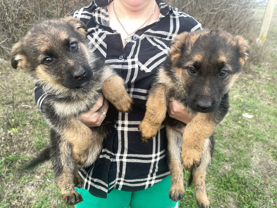 Німецька вівчарка