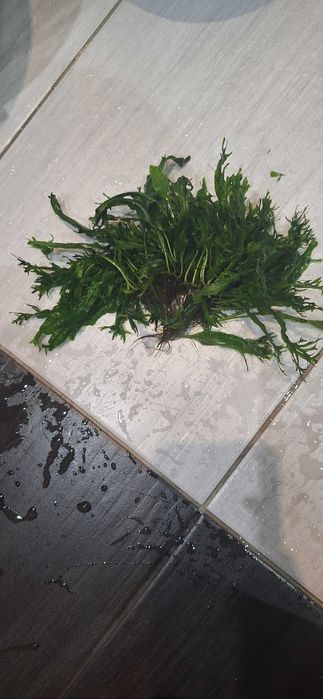 Mikrozorium oskrzydlone - rosliny do akwarium