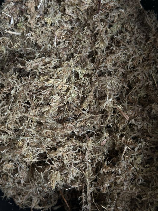 Mech torfowiec - Sphagnum Moss - do palików lub ukorzeniania roślin
