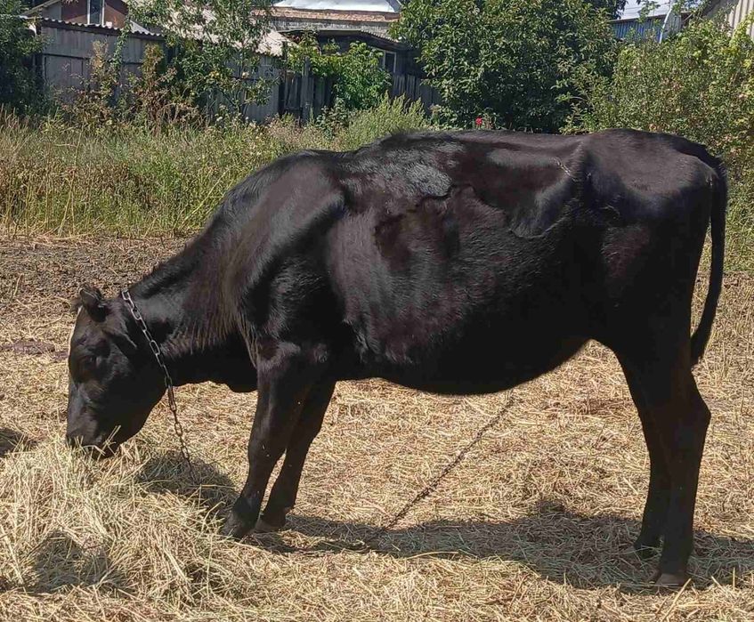 Продам две  хорошие телки.