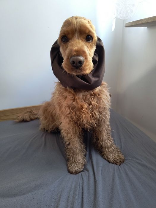 Nowy wodoodporny snood dla psa z długimi uszami Cocker spaniel cavalie