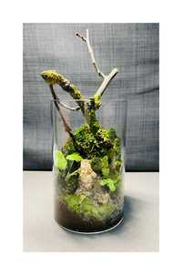 Bonsai artesanal decor - Moss bonsai