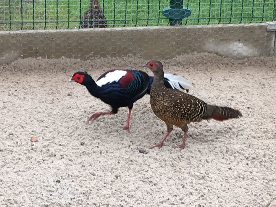 Bażant bażanty dorosle