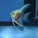 Skalar Blue Smokey Leopard