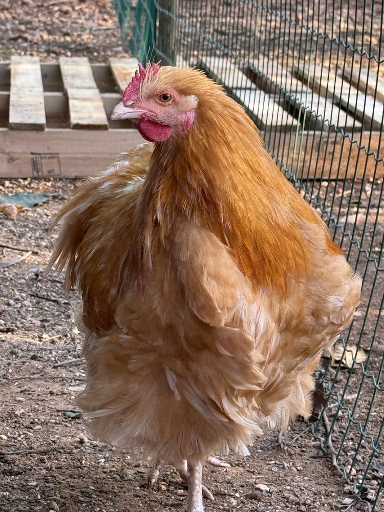 OVOS araucana, brahma, orpington e leghorn