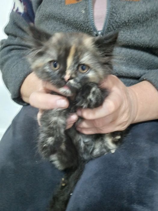 Zjawiskowa rasowa kotka perska czeka na nowy dom