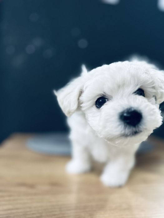 Bichon Frise szczenięta FCI – rezerwacje otwarte