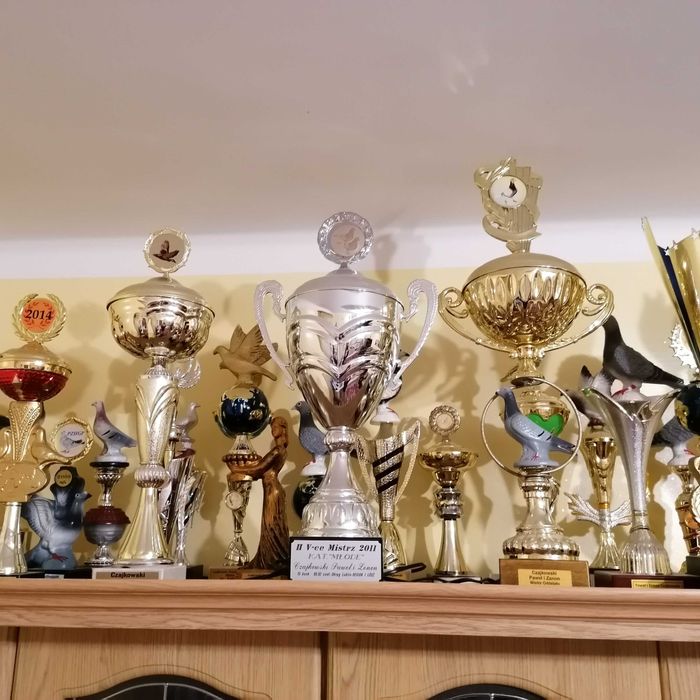 samiczka org. Tomasz Rumiński gołębie pocztowe