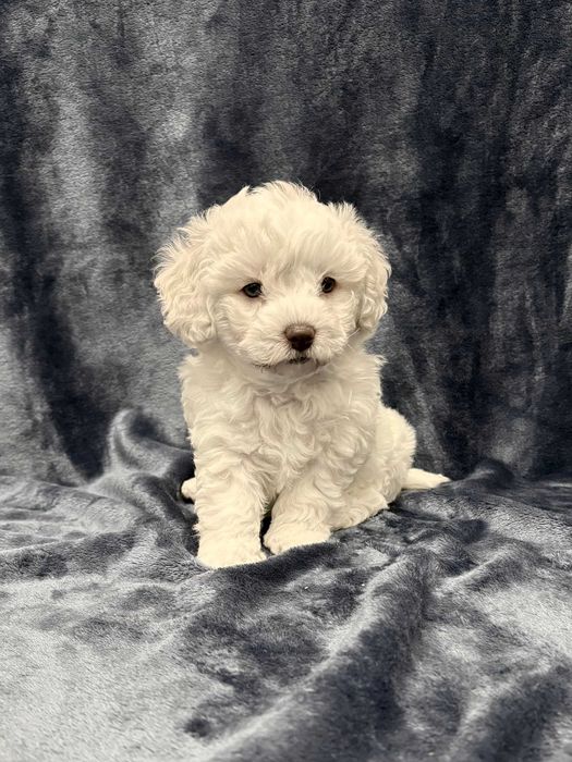 Wyjątkowa suczka Bichon frise, FCI