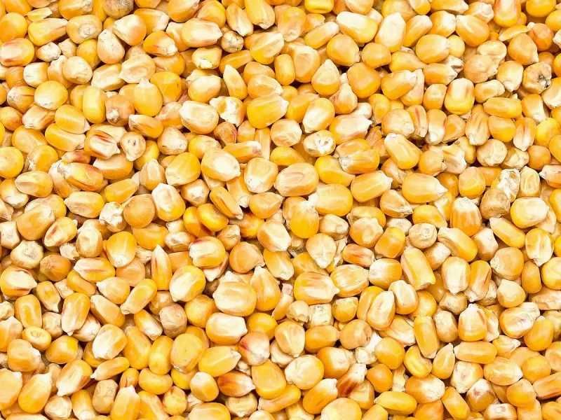 Ziarno kukurydzy