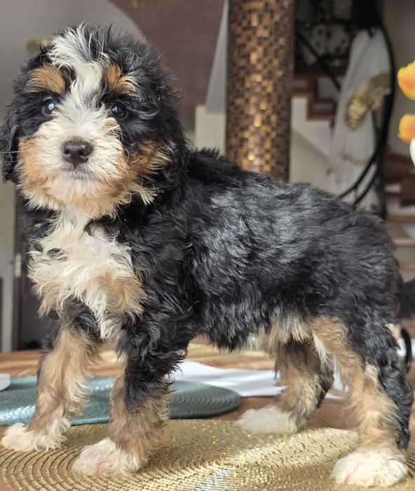 Aussiedoodle Bernedoodle sliczna dziewczynka