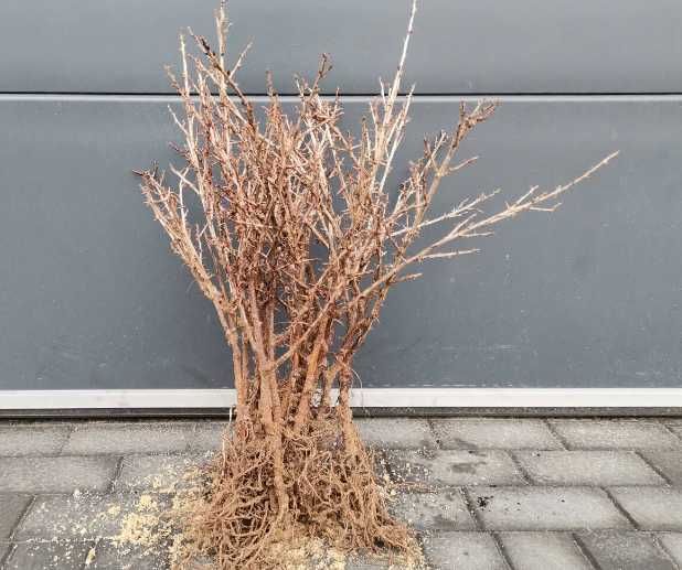 Agrest1 Sadzonki agrestu!Duże ładne sadzonki!Agrest zielony i czerwony