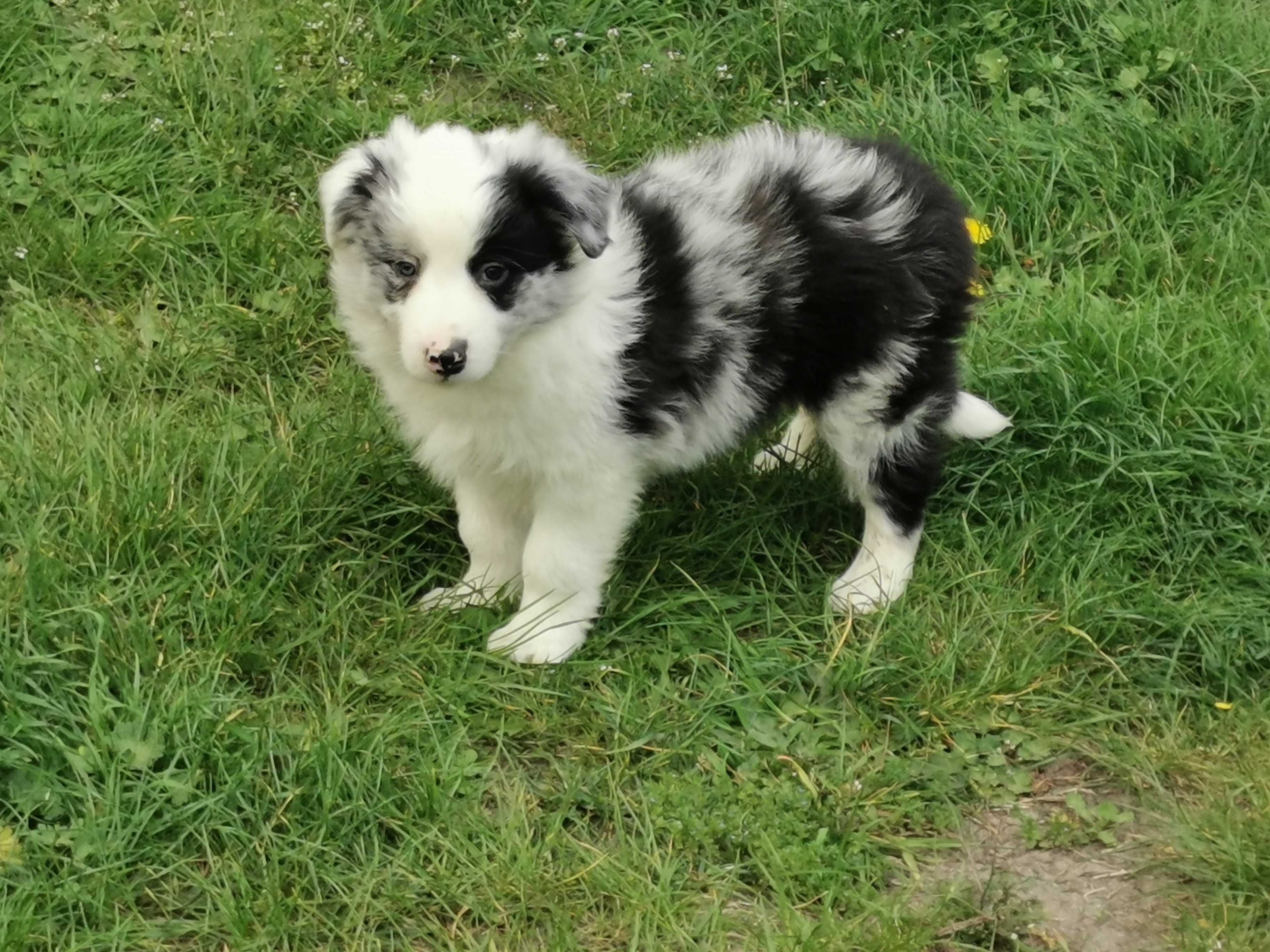 Border Collie piesek szczeniak