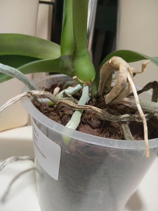 Орхідея рожева .