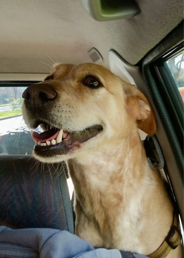 Cão macho adulto para adoção responsáve!