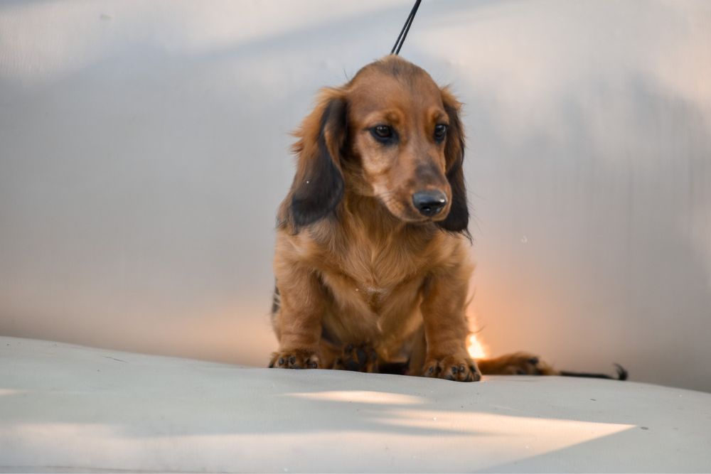 Рыжие и черные длинники таксы