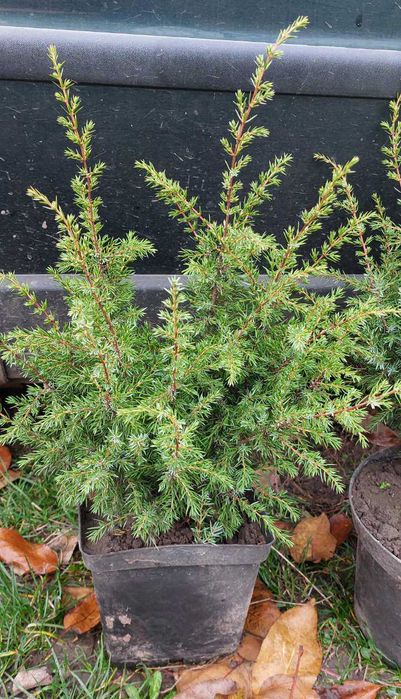 Ялівець/можжевельник вертикальний кущик Розпродаж
