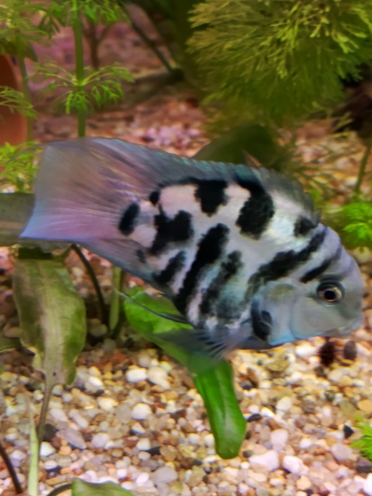 Pielęgnice Papuzie blue tiger
