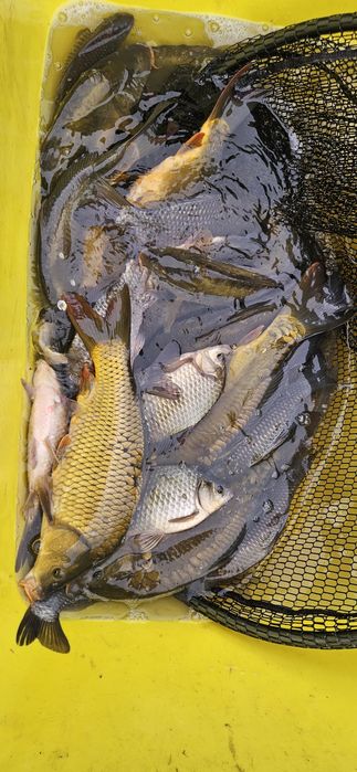 Żywa ryba karp japoniec tołpyga