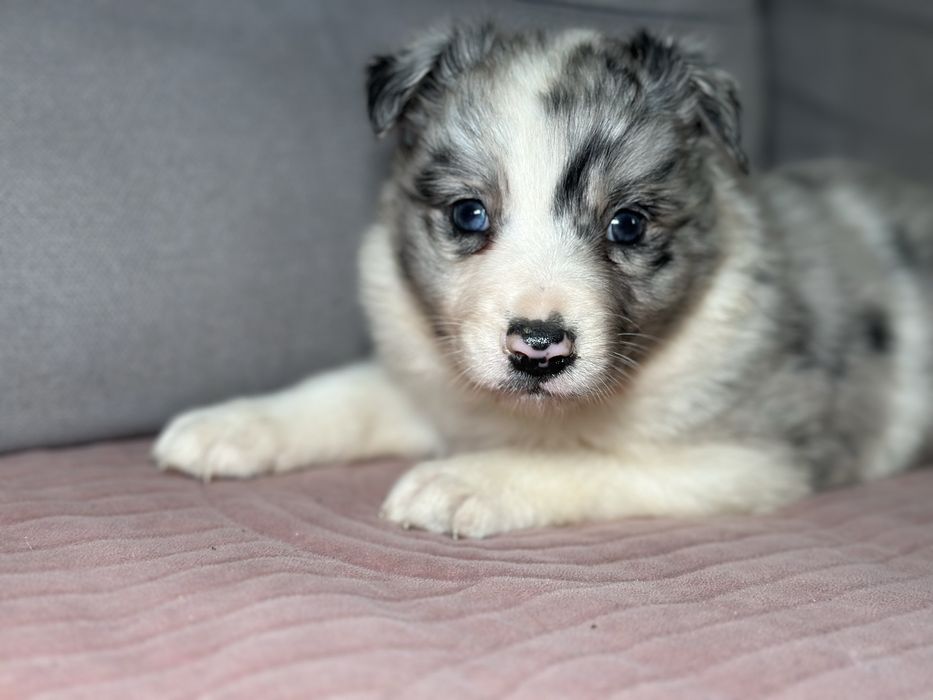 Suczka border collie blue merle