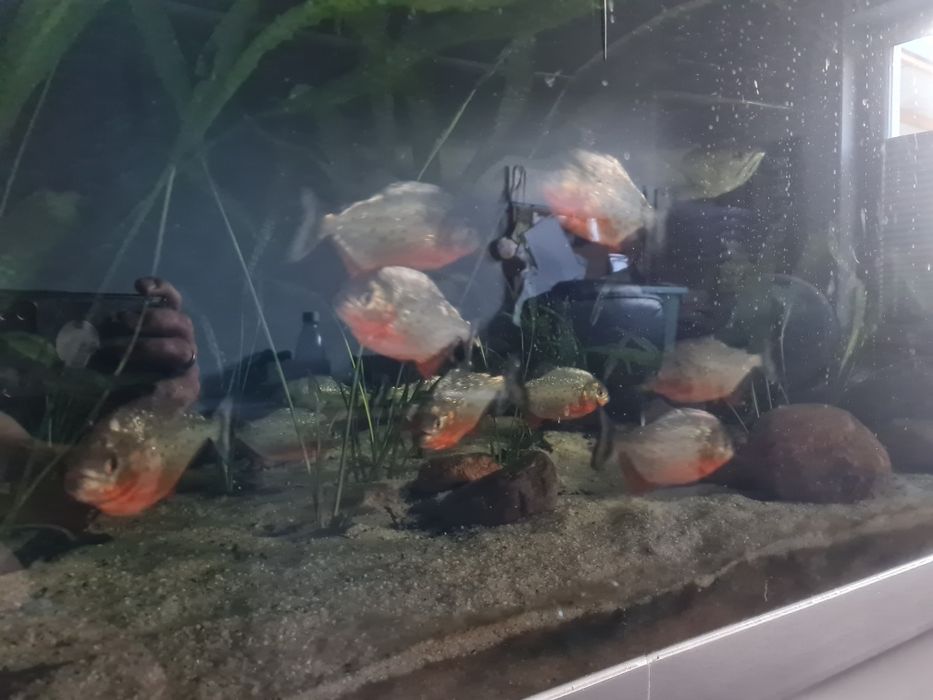 Piranania Czerwona - Natterera