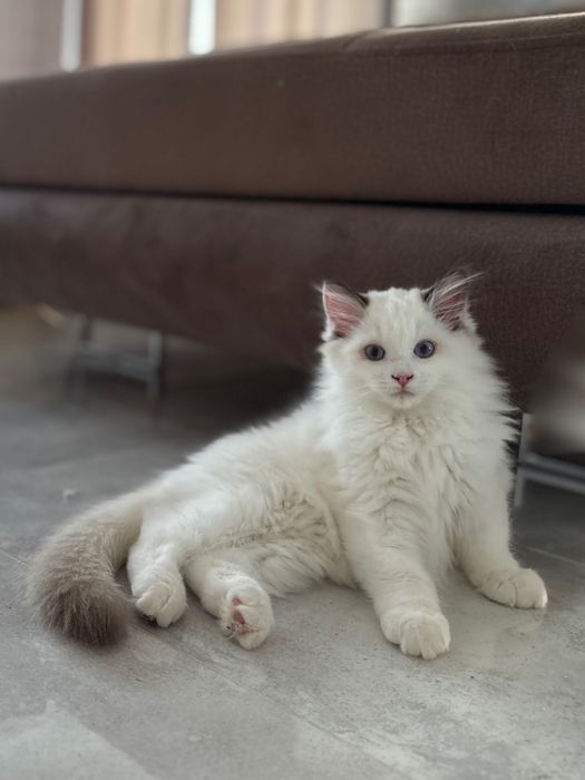 Ragdoll z rodowodem-Rezerwacja 1000zl