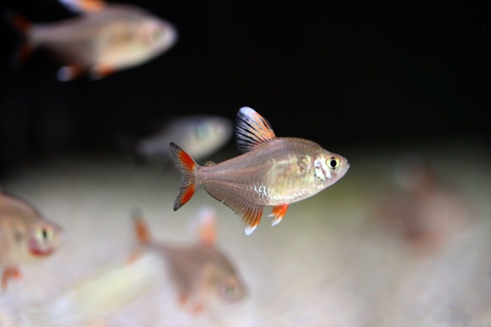 Ornatus Białopłetwy - Tina Zoo Zabrze