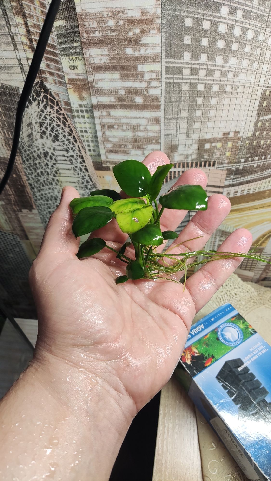 Продам водное растение анубиас