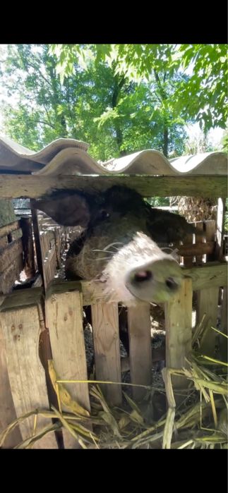 Свиноматки Кармали