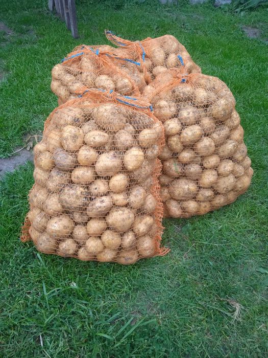 Ziemniaki bez nawozu