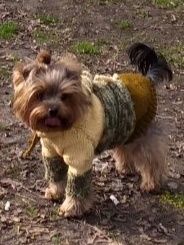 Толстовка для собачки