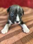 Dziewczynka american staffordshire terrier Amstaff