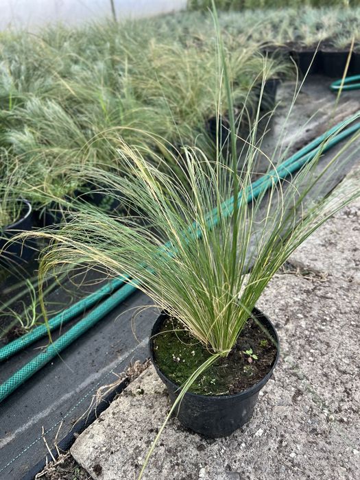 Trawy ozdobne, Miskant, Rozplenica, Hakonechloa
