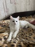 Котик тільки в добрі руки безкоштовно