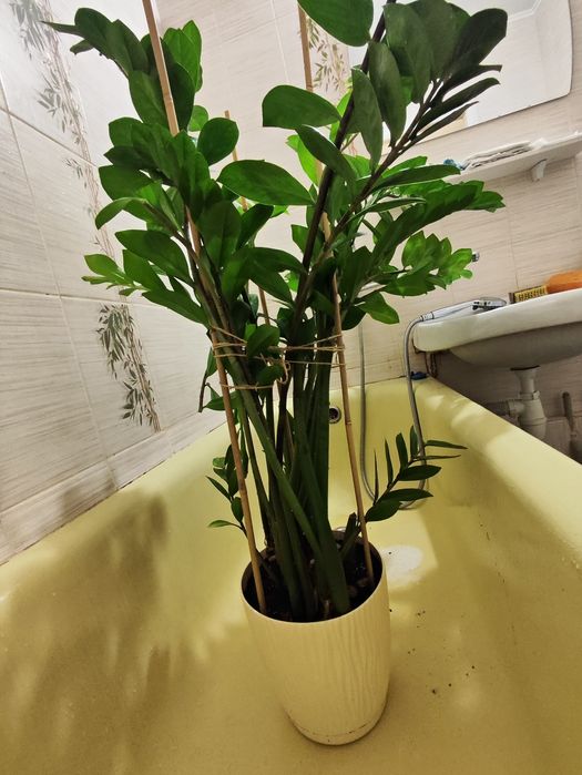 Заміакулькас 95 см рослина в офіс
