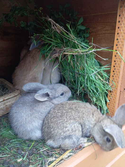 Króliki młode królik mieszaniec klapiok srokacz niebieski