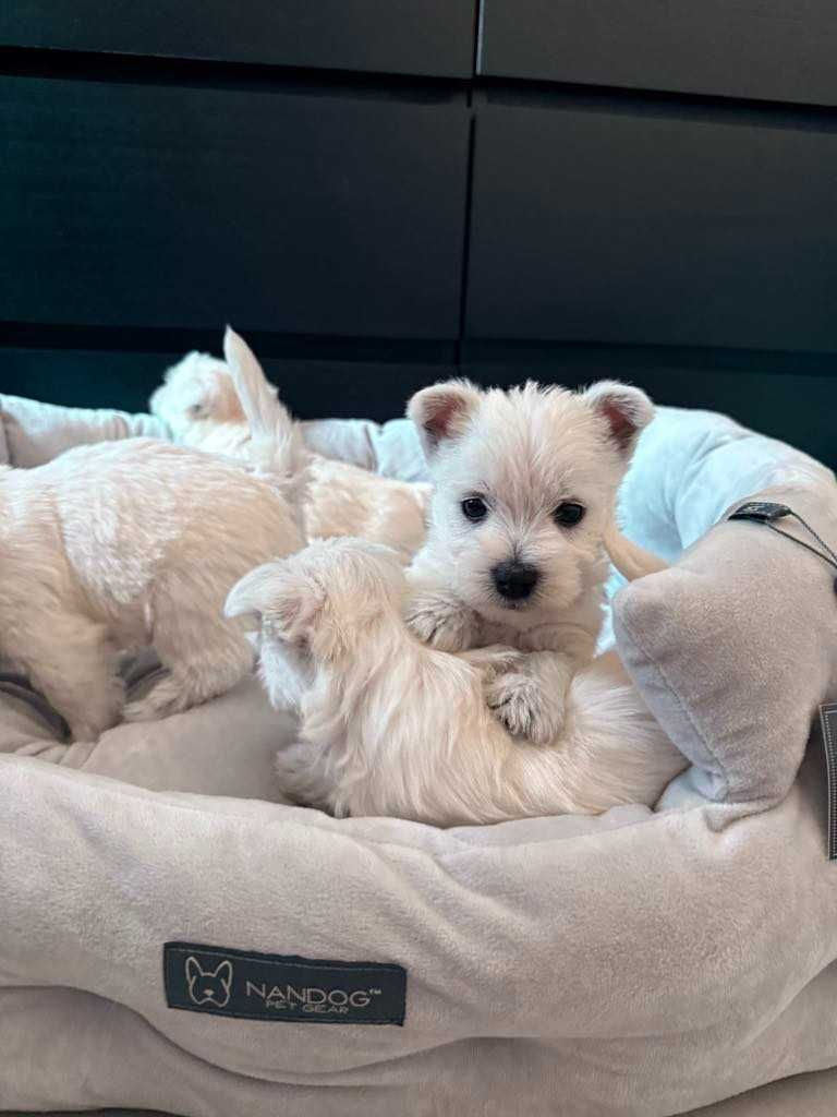 West Terrier malutka sunia