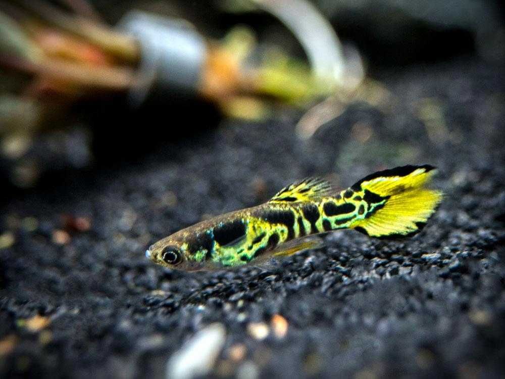 Gupik Endlera (Poecilia wingei) WYSYŁKA AKWAWIN