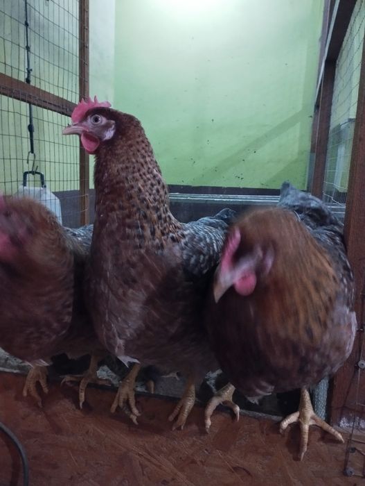 Курочки Білефельдори