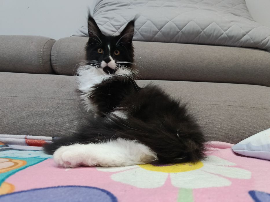 Kocur Maine Coon do hodowli