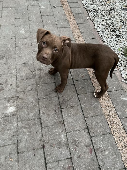 Suczka rasy Amstaff