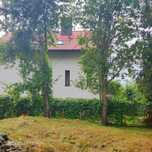 Drewno , drzewa gratis
