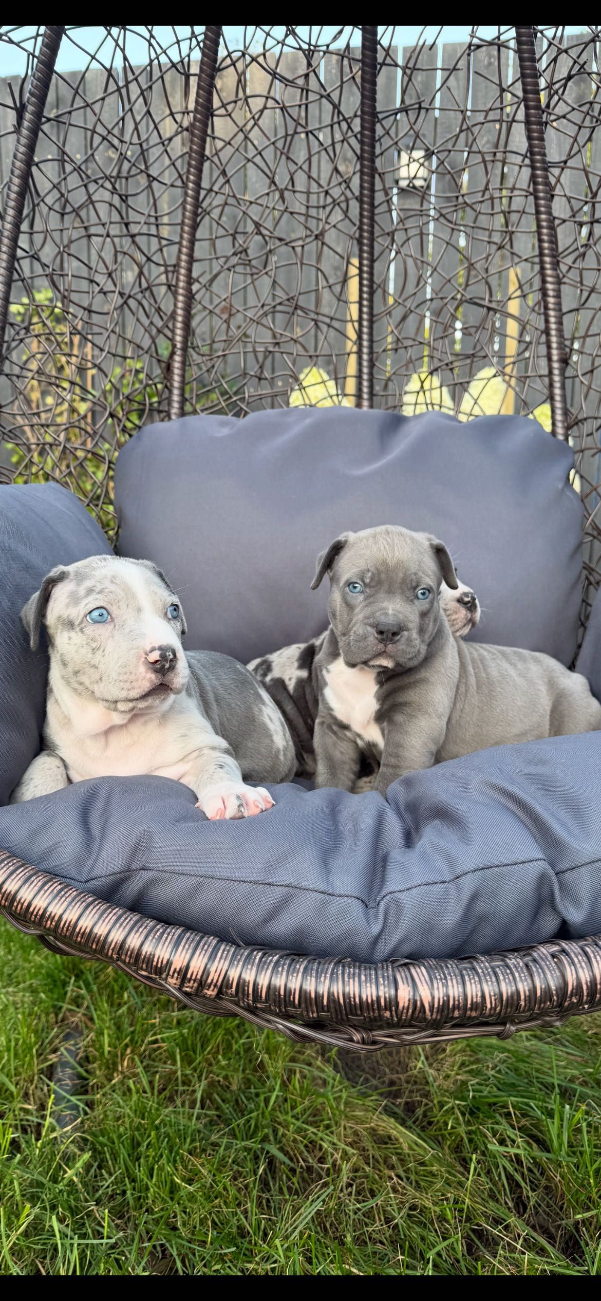 American Bully Xl chłopiec