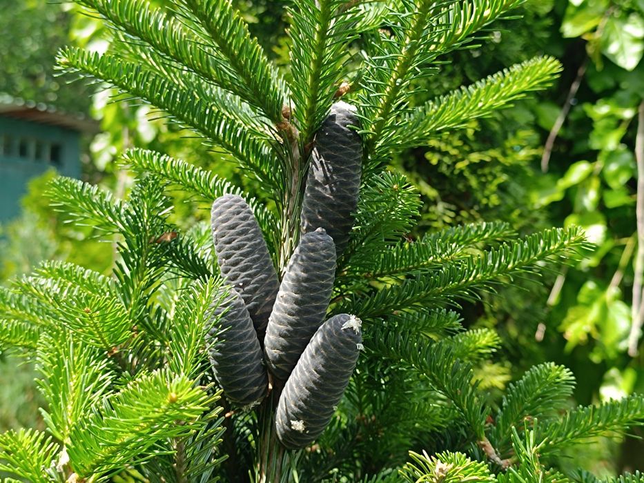 Ялиці -  бальзамічна, біла, інші,  м'яка хвоя від 1,0 до 2,5 метра