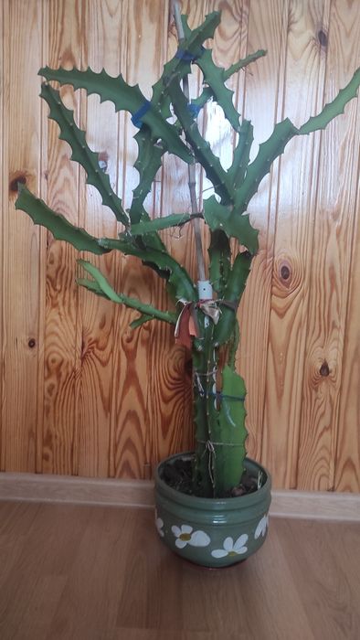 Рослина в горщику пітахайя