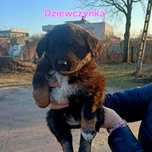Do adopcji 9-tygodniowa Carmen